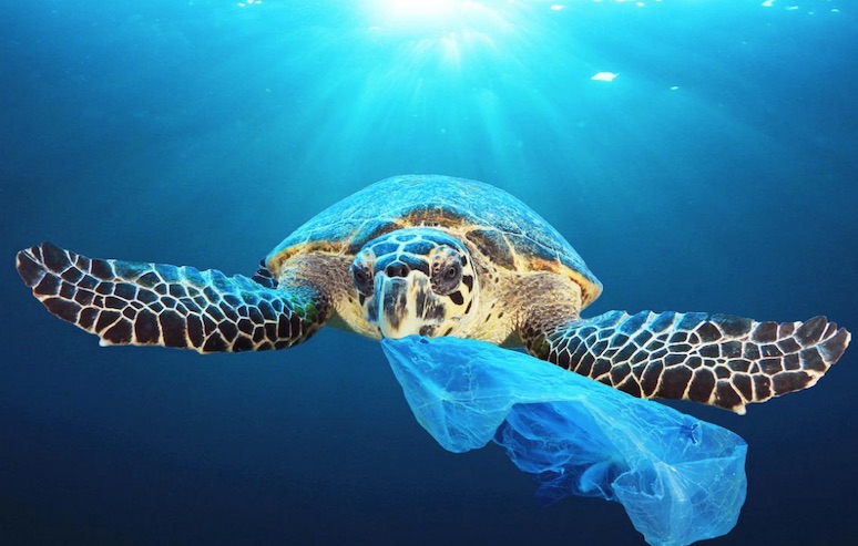 使い捨てプラスチックゴミ袋 カメのエサであるクラゲと疑似